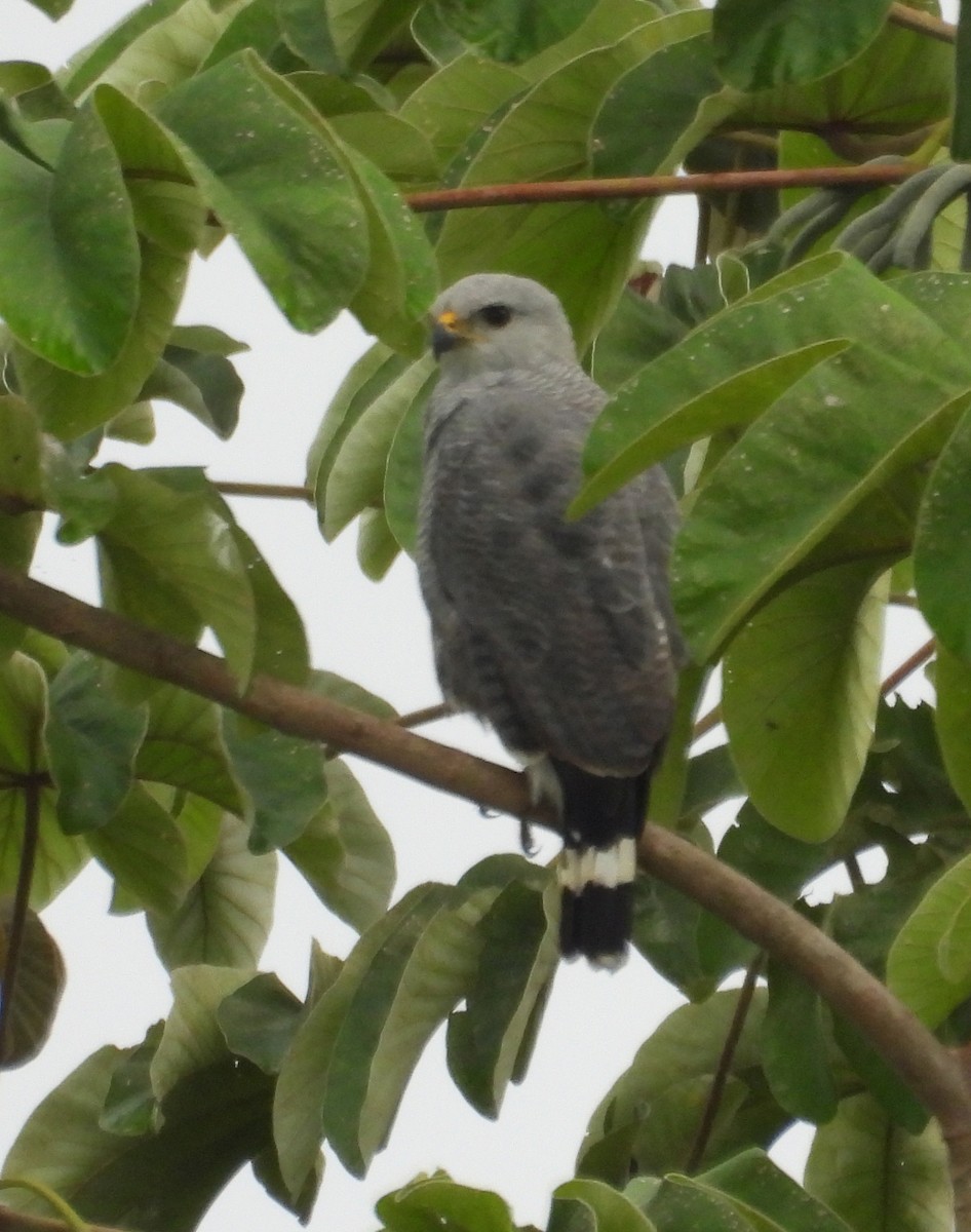 Gray-lined Hawk - ML642914315