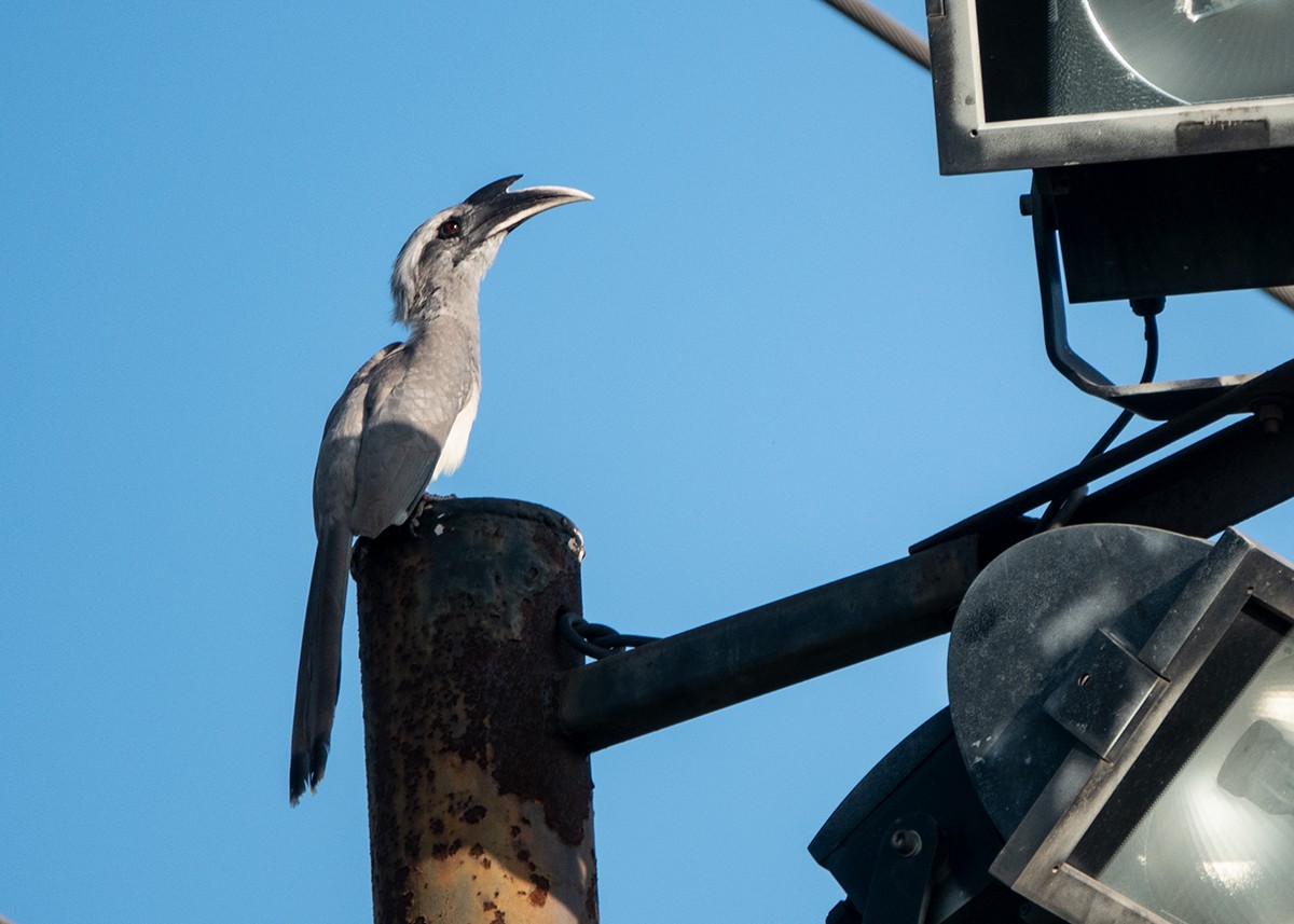 Indian Gray Hornbill - ML642914318