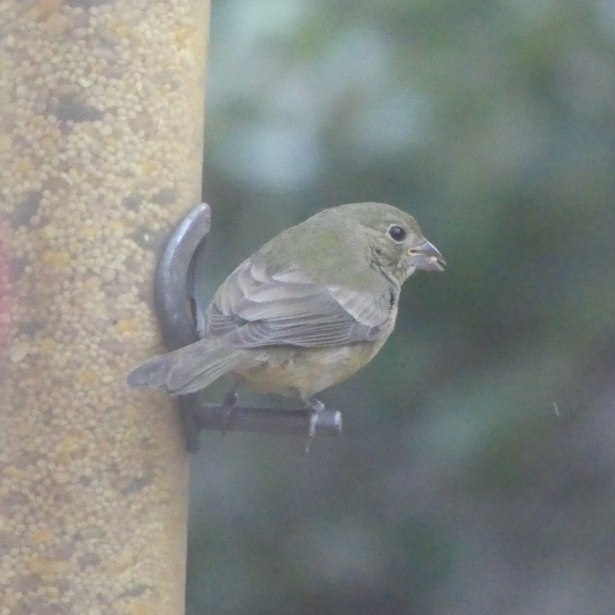 Painted Bunting - ML642914336