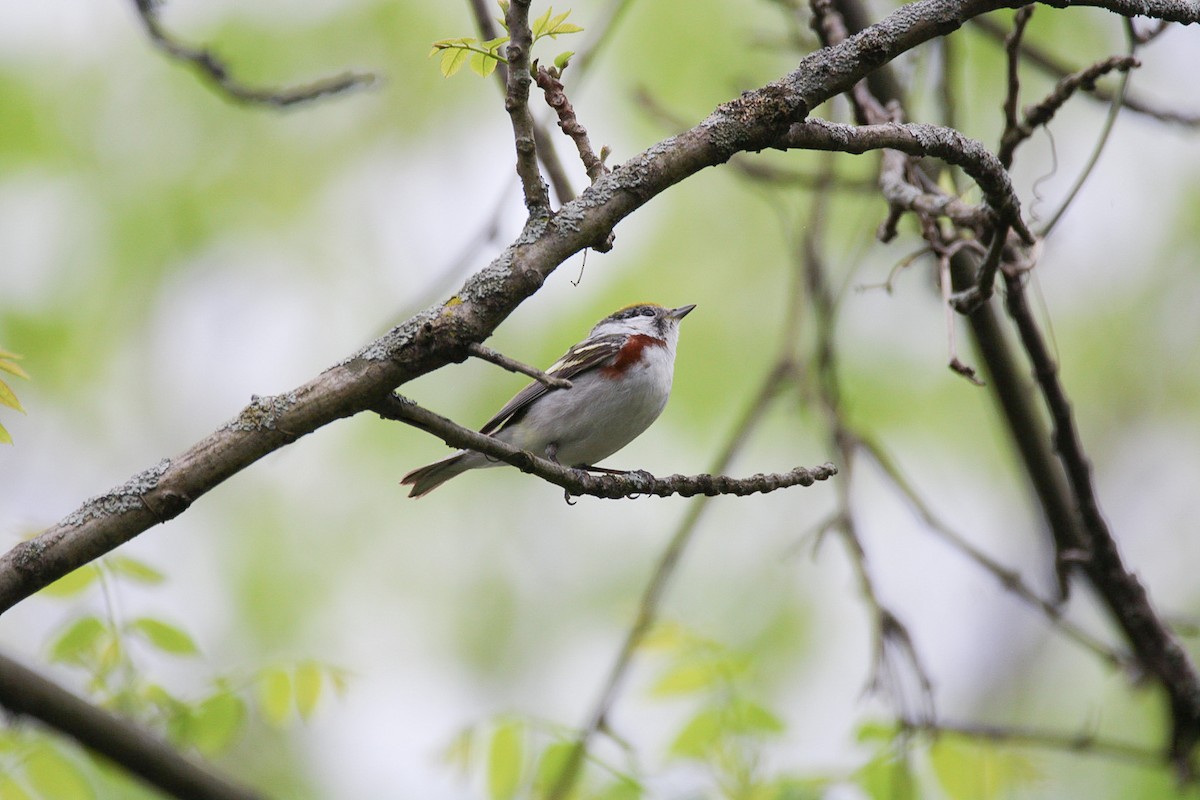 Chestnut-sided Warbler - ML642914338