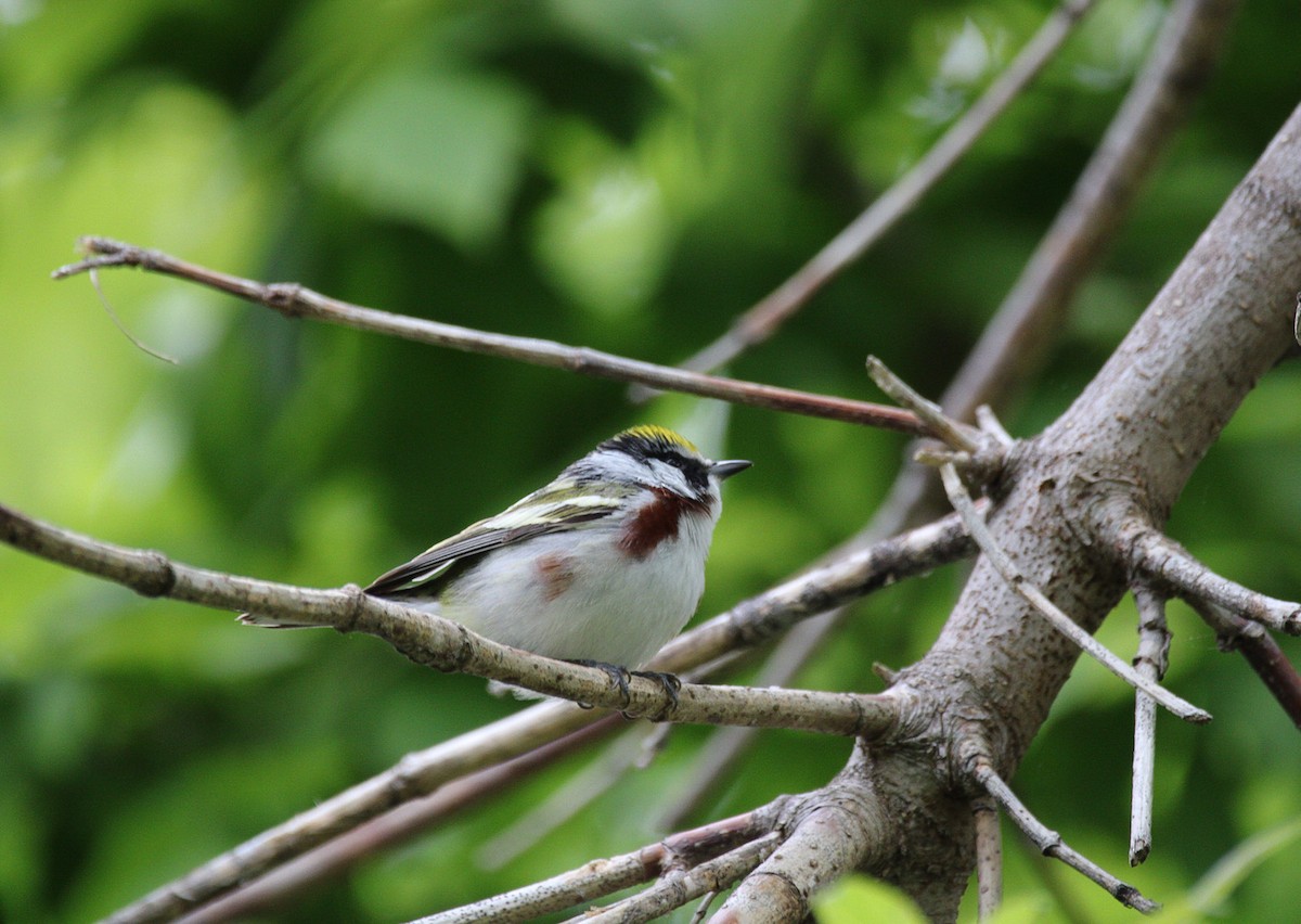 Chestnut-sided Warbler - ML642914339