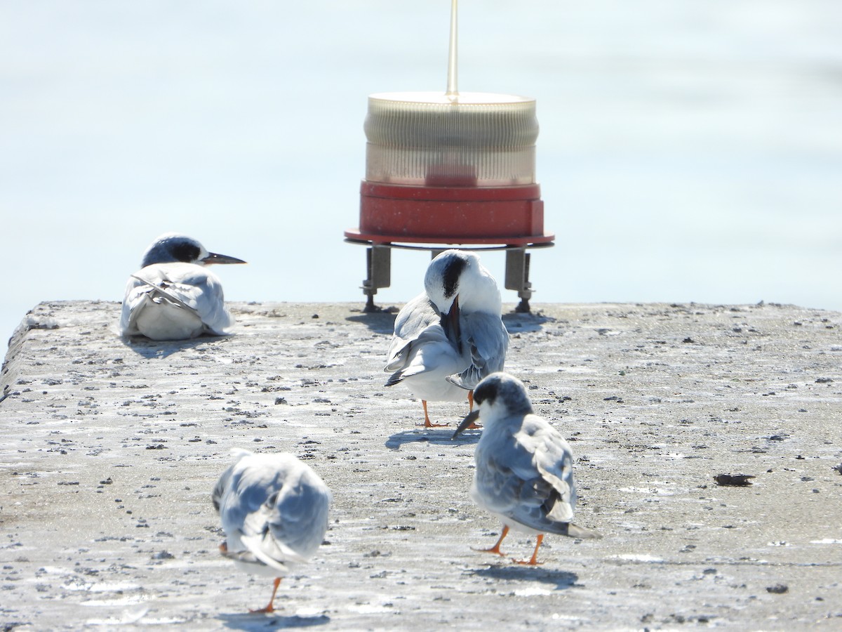Forster's Tern - ML642914345