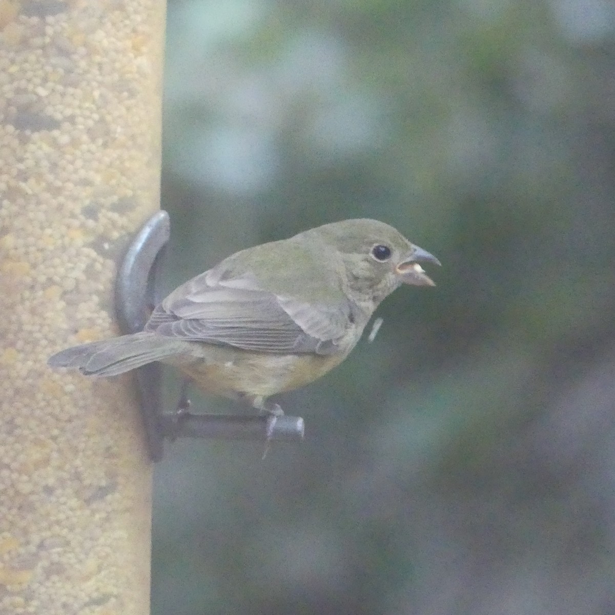 Painted Bunting - ML642914346