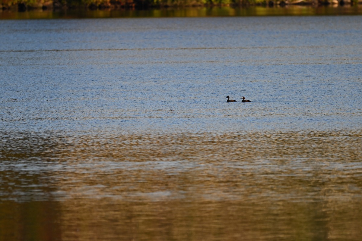 Greater/Lesser Scaup - ML642914354