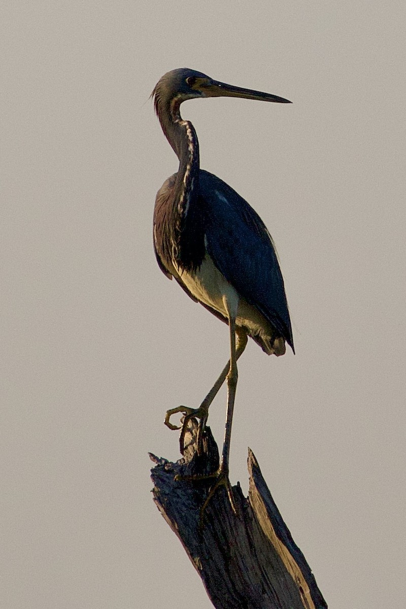 Tricolored Heron - ML642914355