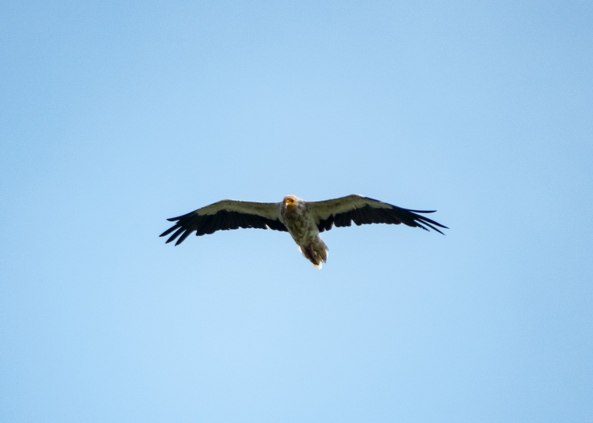 Дэлт ёл - ML642914402