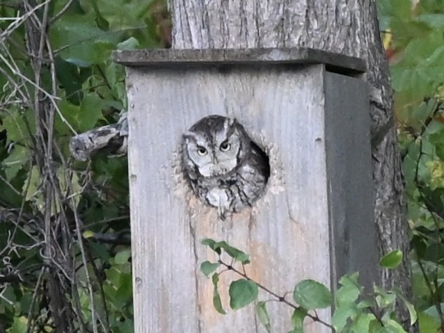 Eastern Screech-Owl - ML642914410