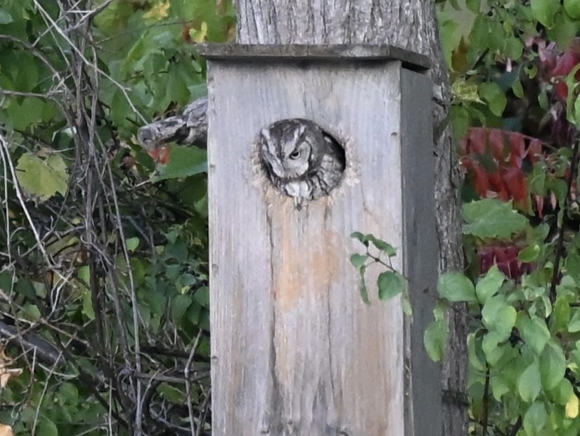 Eastern Screech-Owl - ML642914411