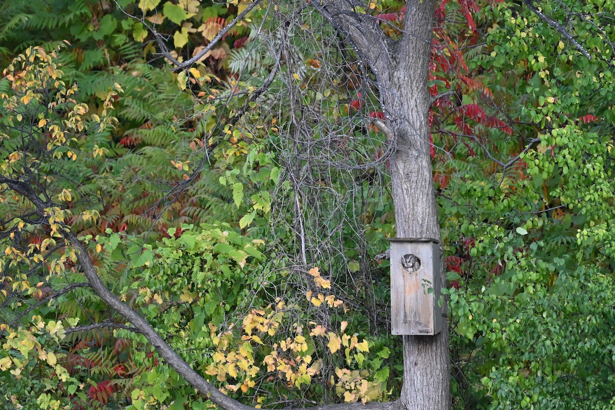 Eastern Screech-Owl - ML642914412