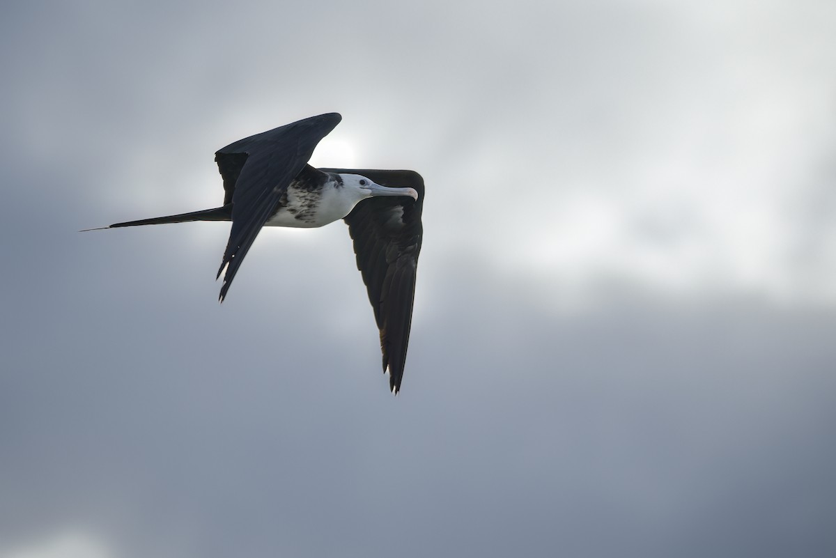 Magnificent Frigatebird - ML642914413