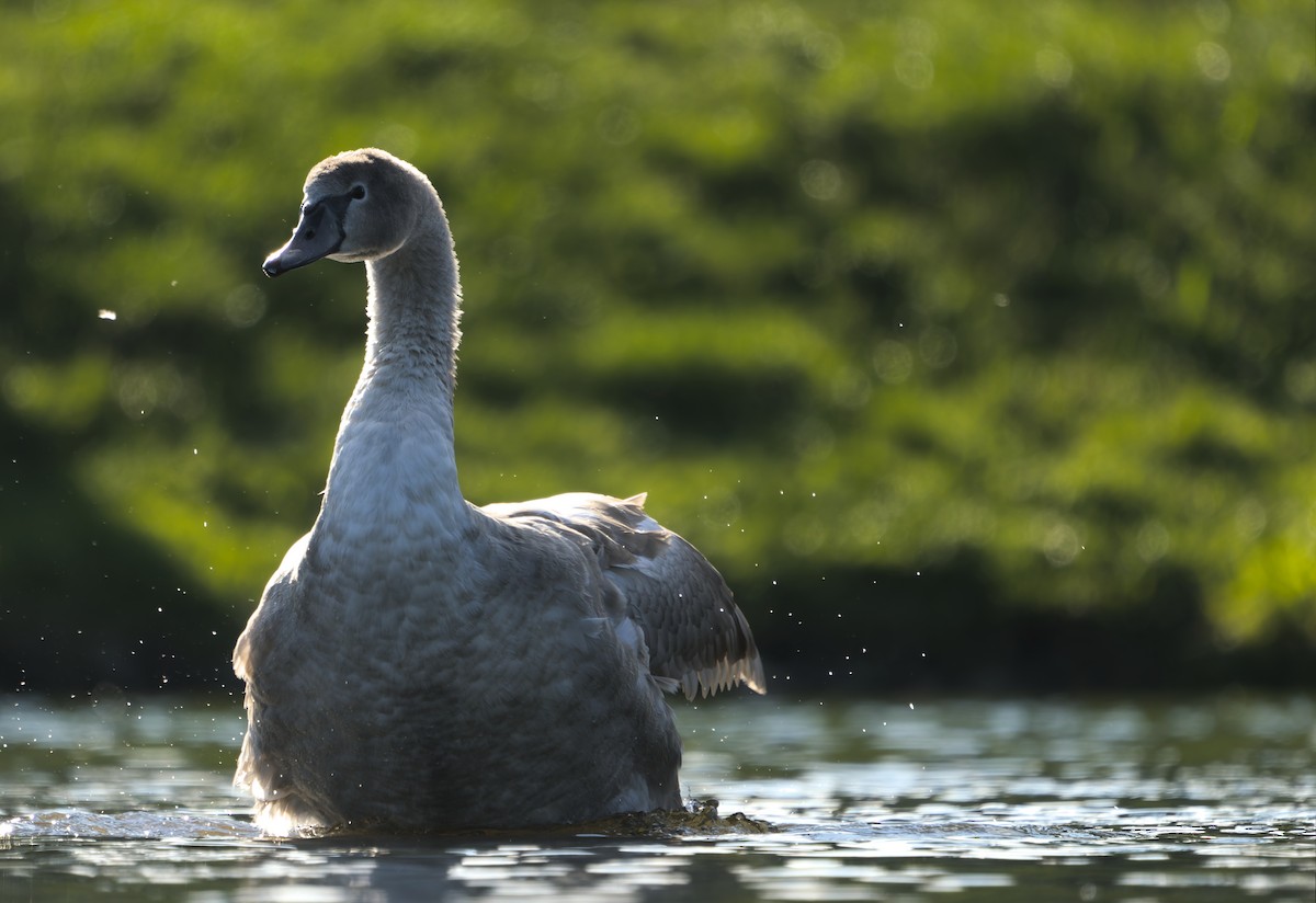 Cigno reale - ML642914417
