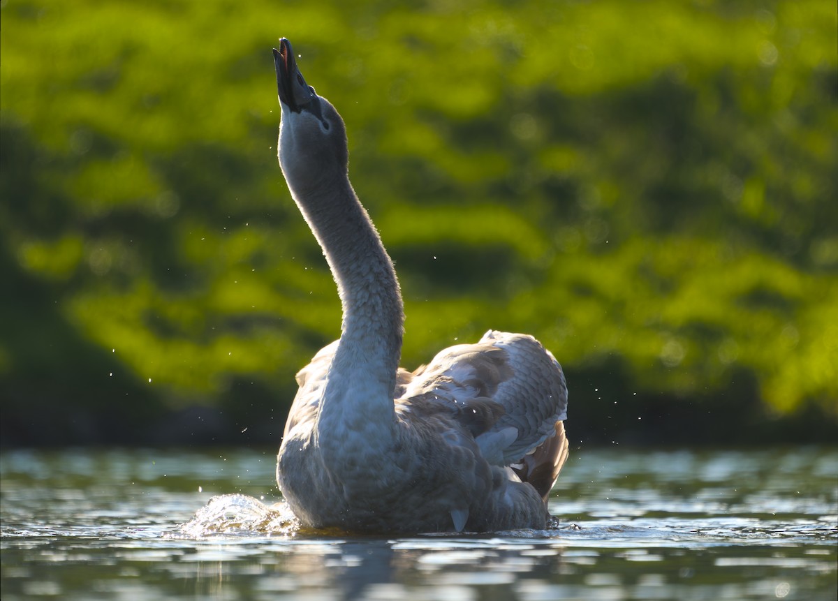 Cigno reale - ML642914418