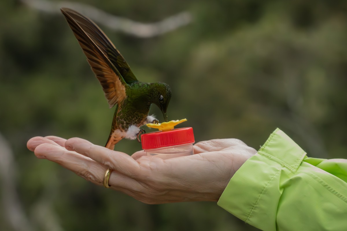 Buff-tailed Coronet - ML642914422
