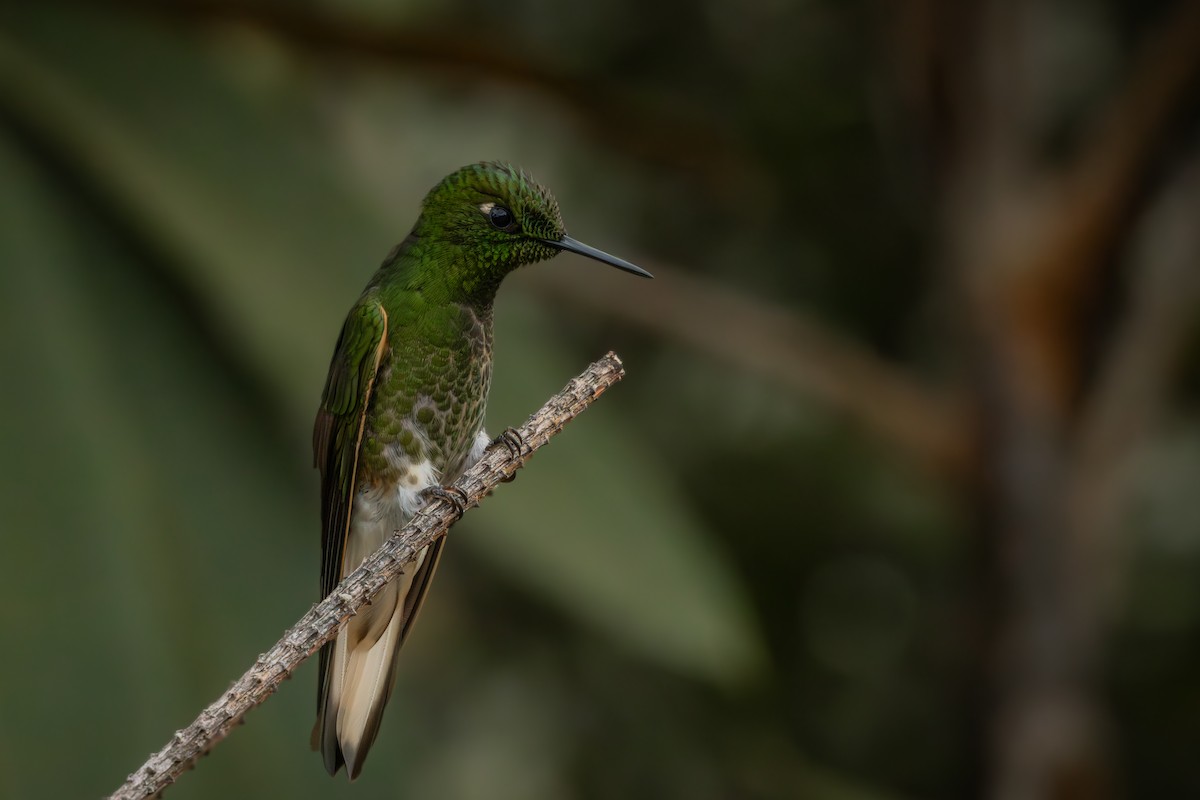 Buff-tailed Coronet - ML642914423