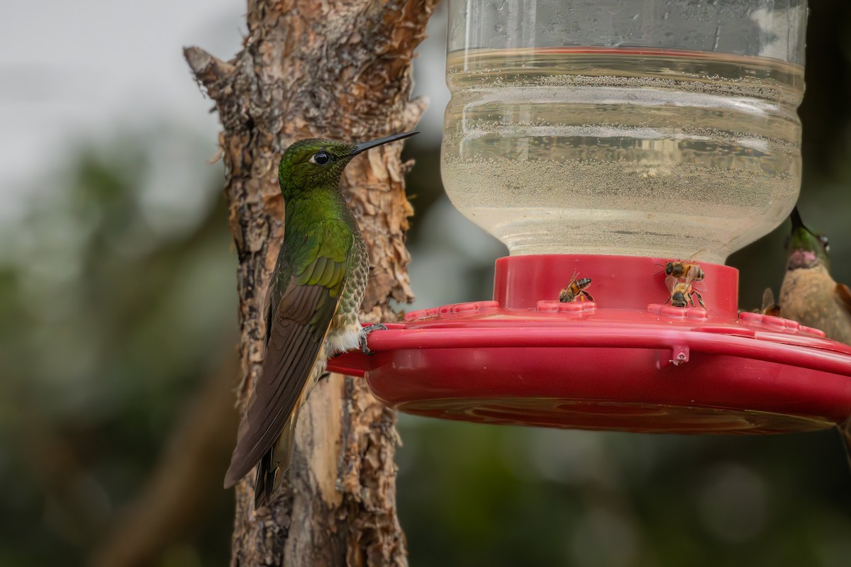 Buff-tailed Coronet - ML642914424