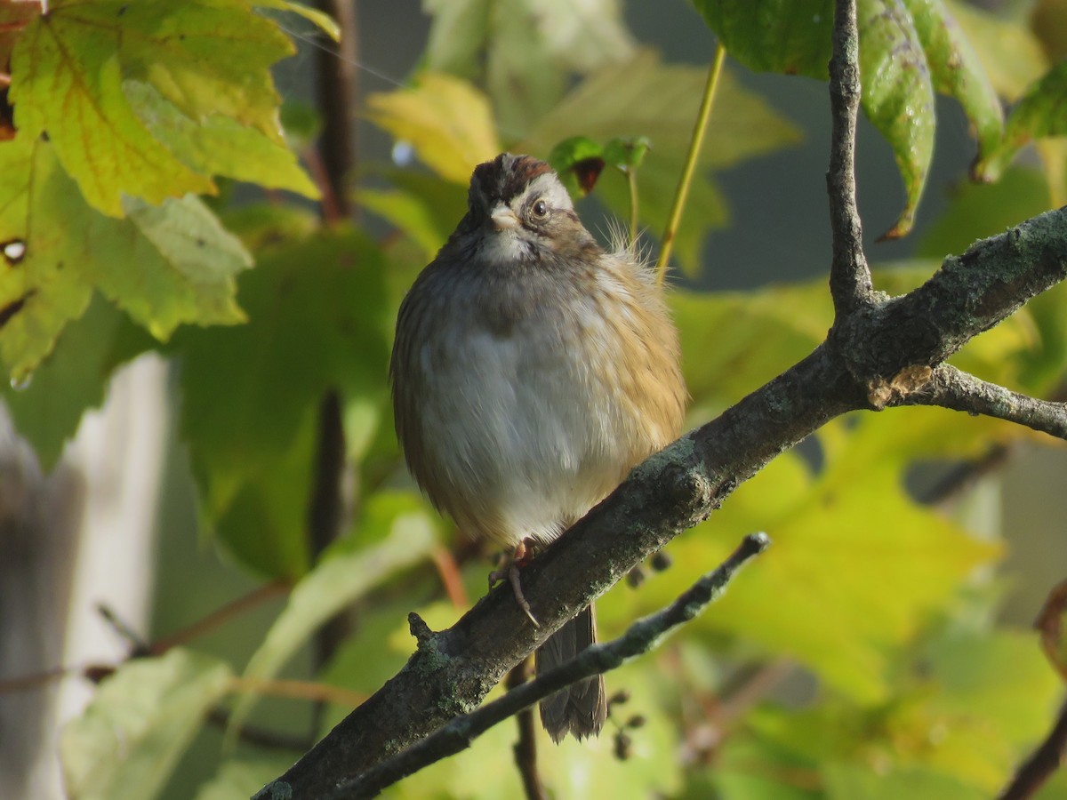 Swamp Sparrow - ML642914436