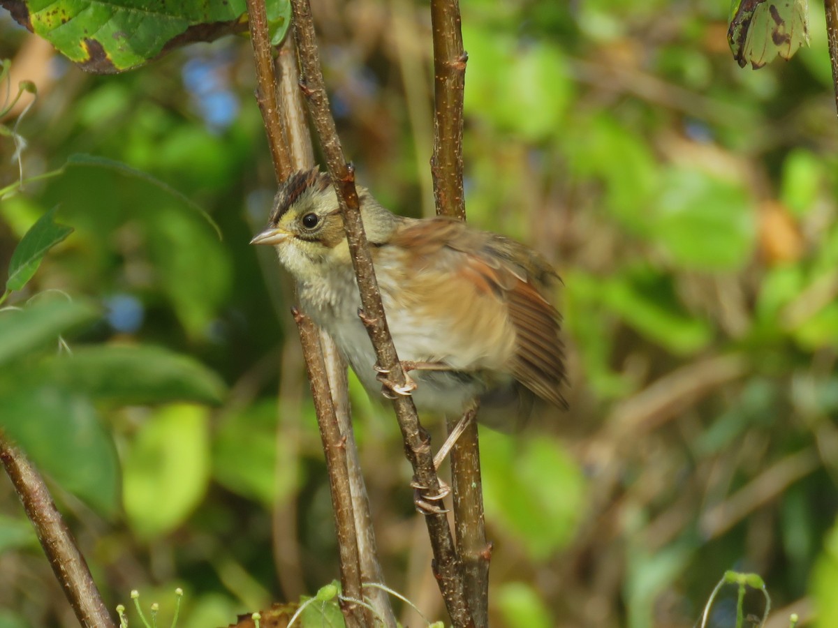 Swamp Sparrow - ML642914441