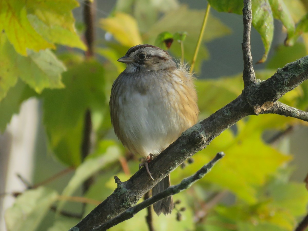 Swamp Sparrow - ML642914443