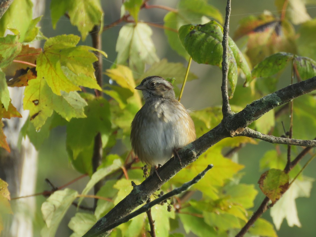 Swamp Sparrow - ML642914456