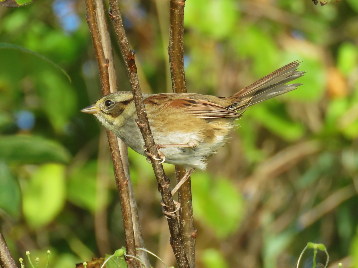 Swamp Sparrow - ML642914458