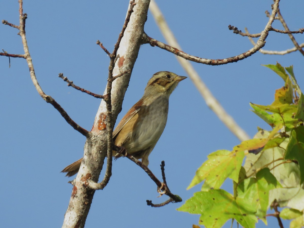 Swamp Sparrow - ML642914462