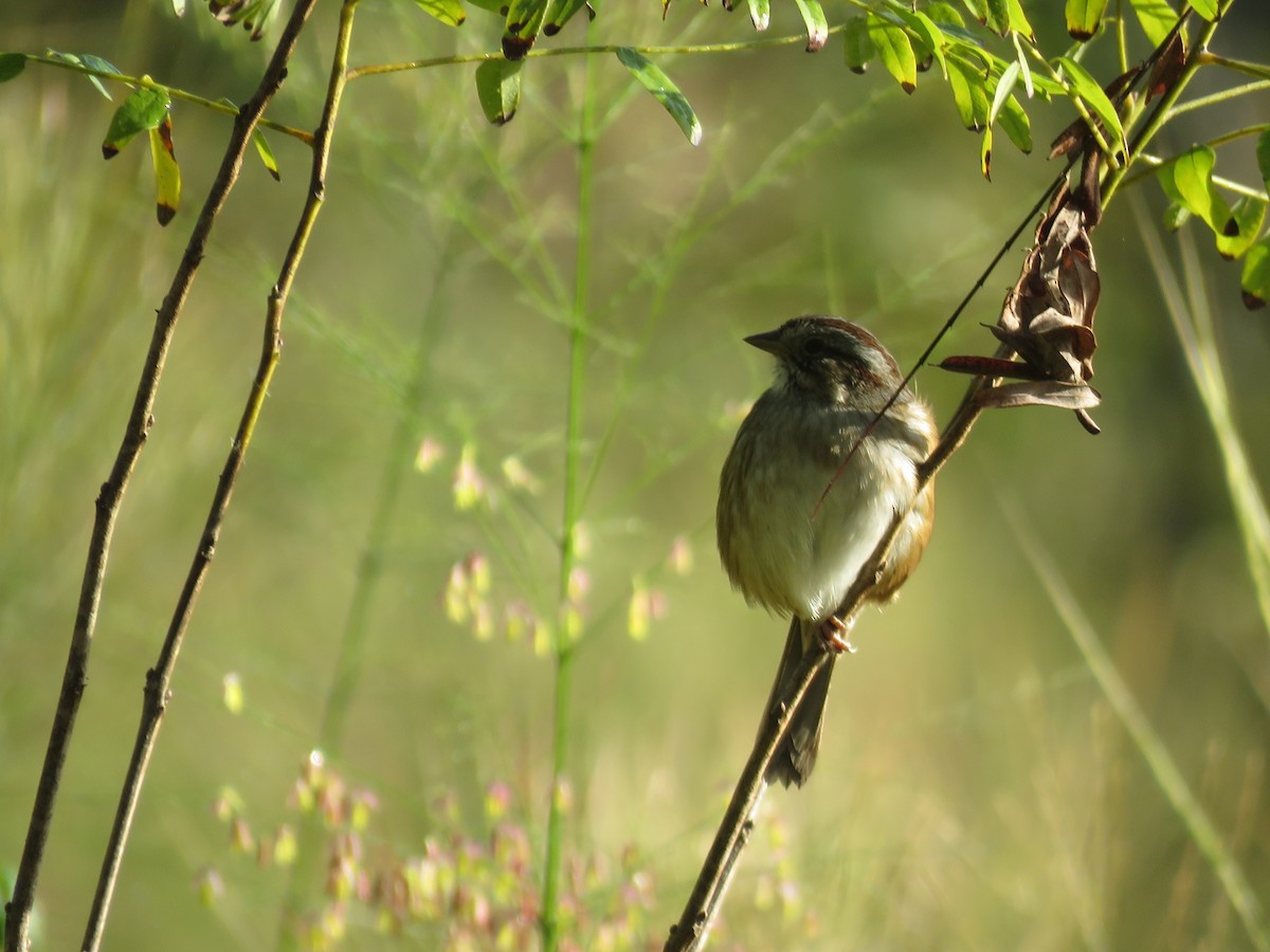 Swamp Sparrow - ML642914463