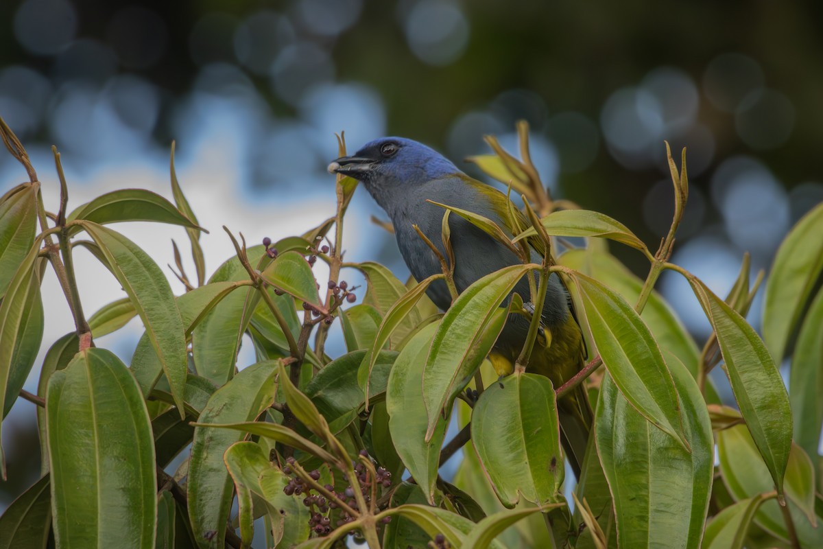 Blue-capped Tanager - ML642914465