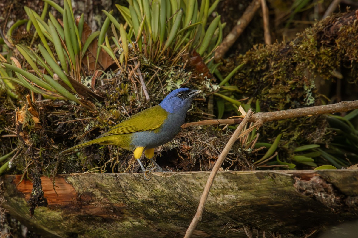 Blue-capped Tanager - ML642914466