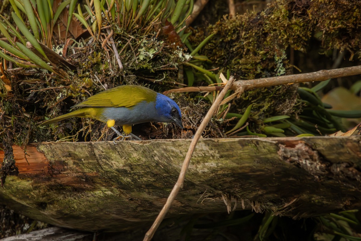 Blue-capped Tanager - ML642914470