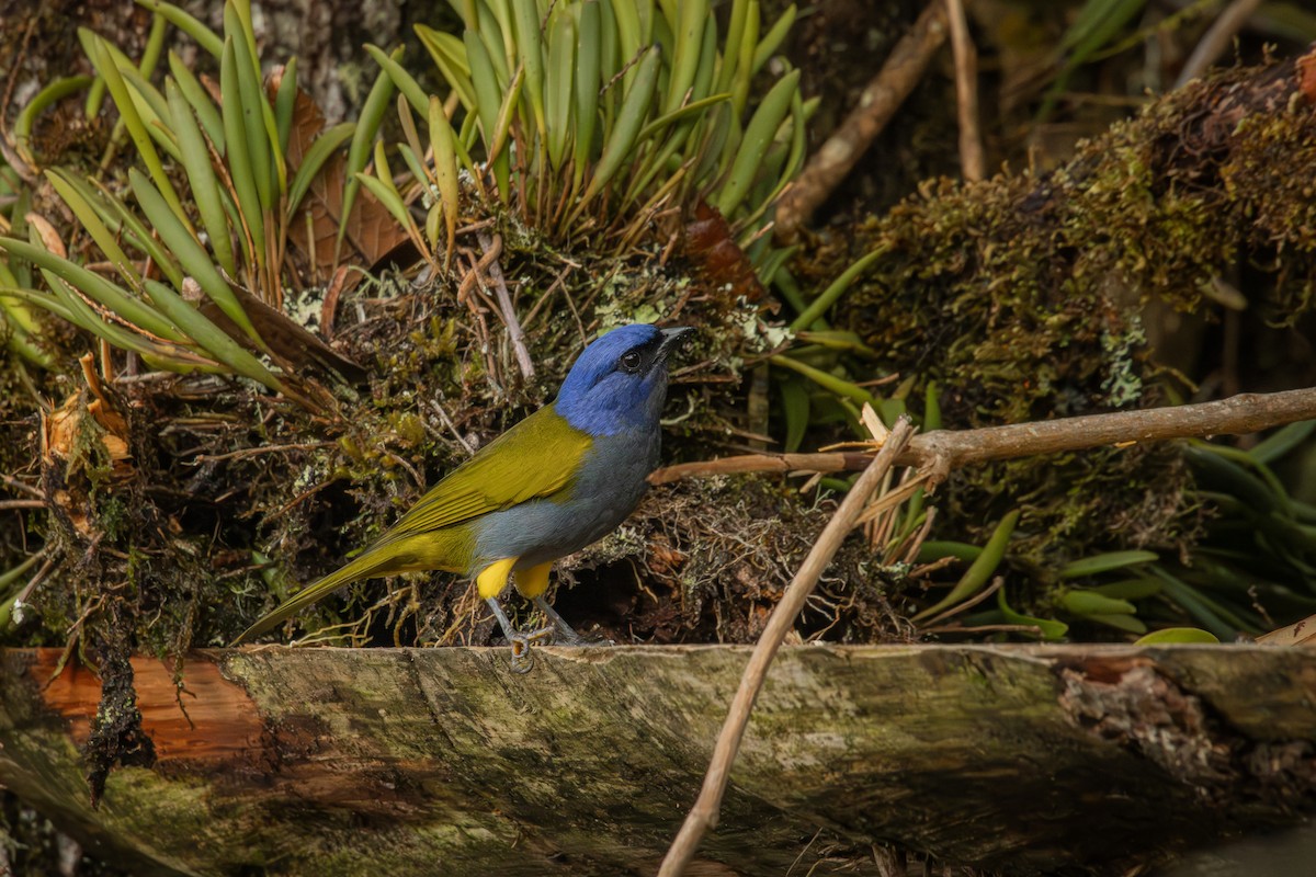 Blue-capped Tanager - ML642914472