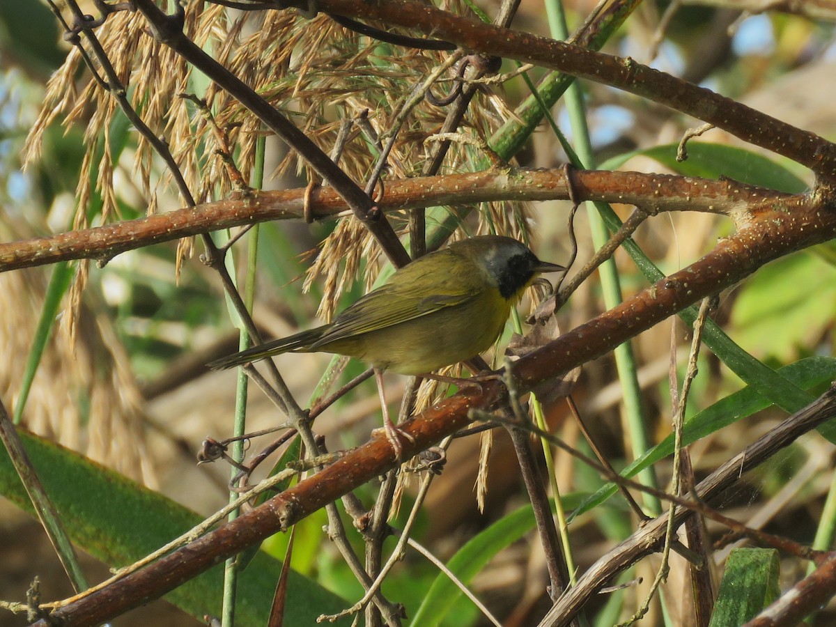 Common Yellowthroat - ML642914474