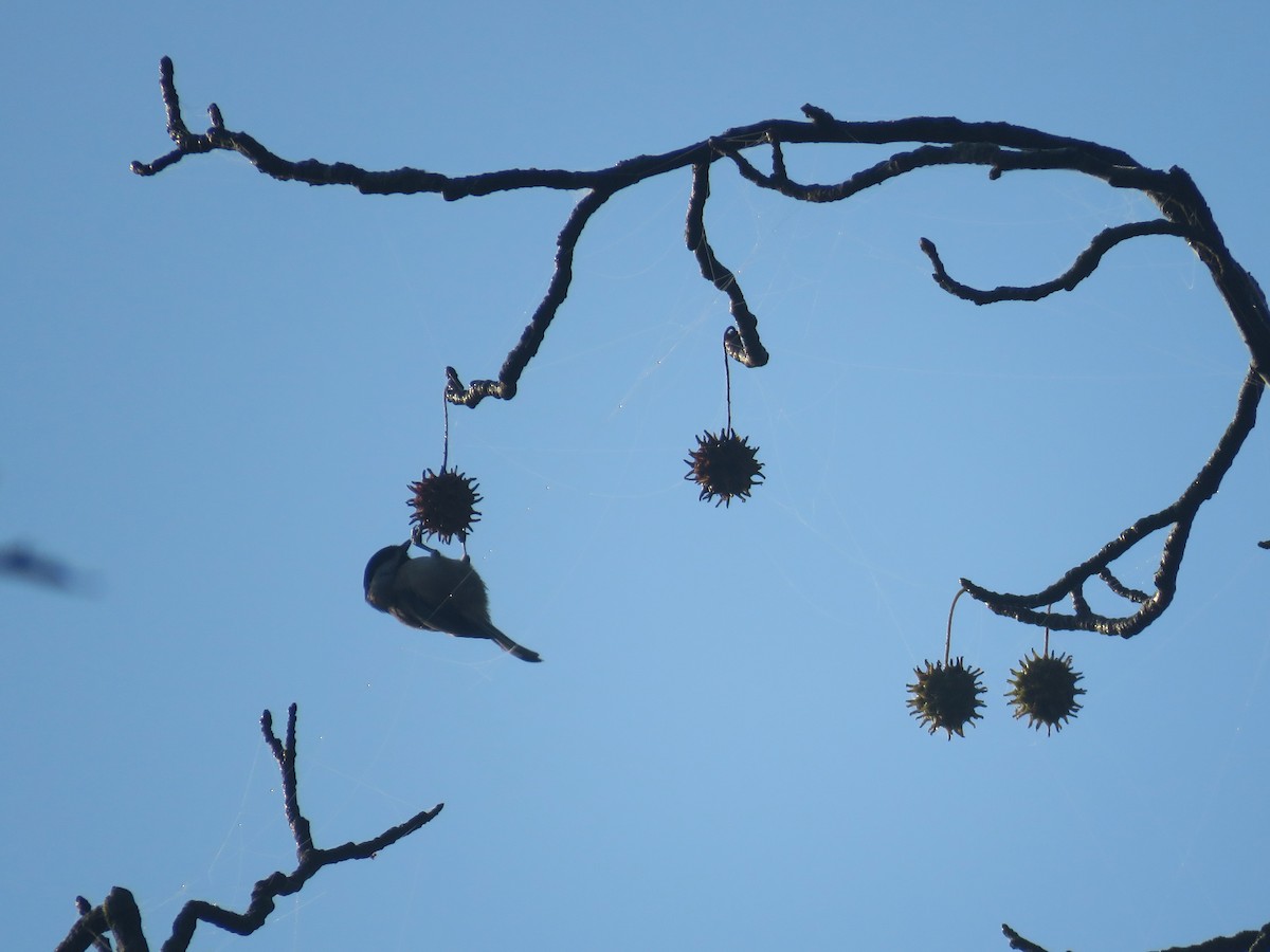 Carolina Chickadee - ML642914485