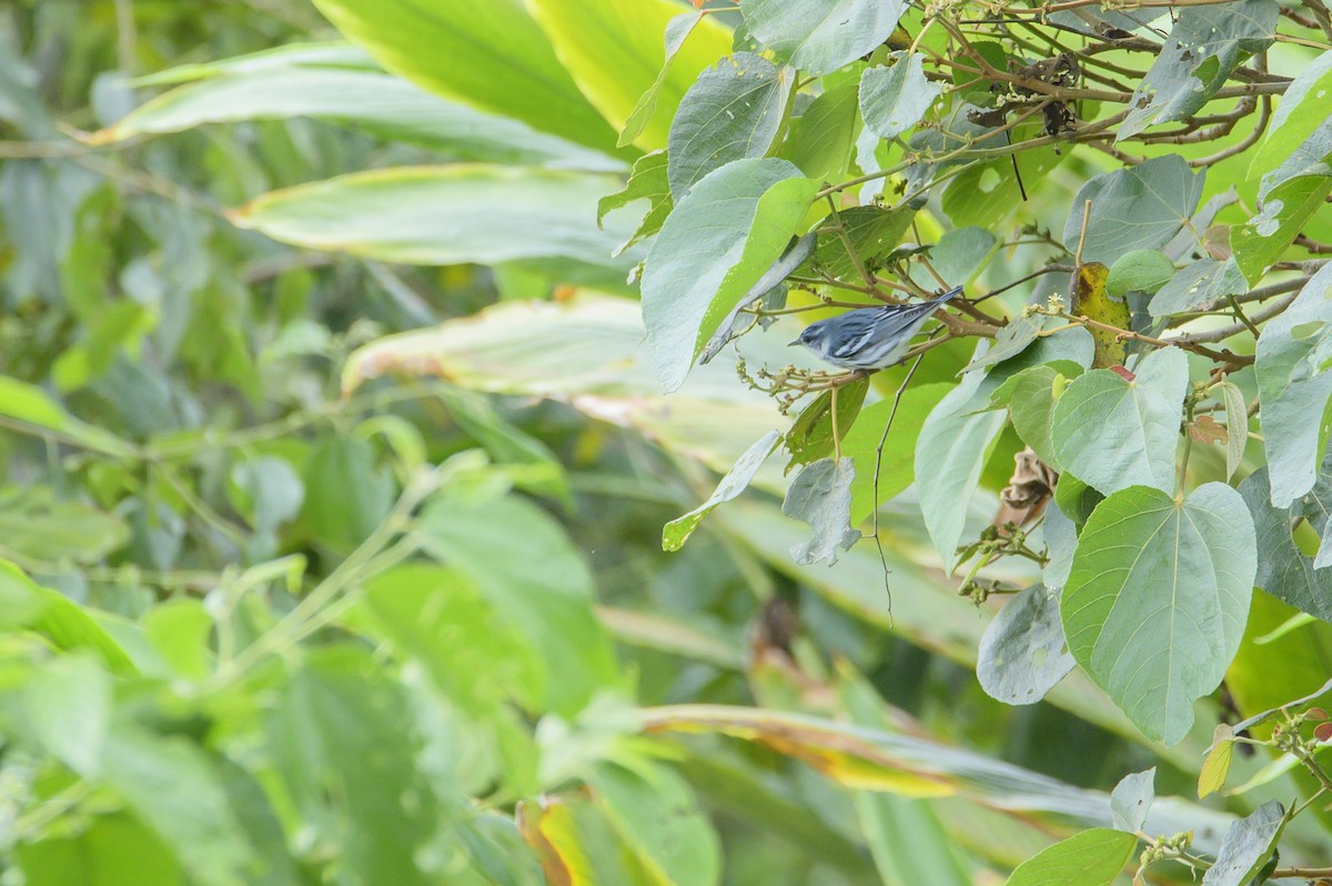 Cerulean Warbler - ML642914490