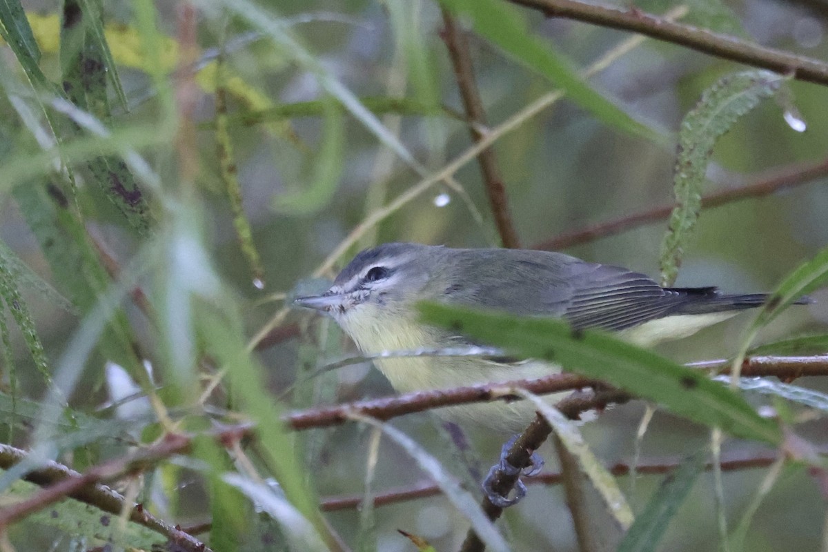 Philadelphia Vireo - ML642914494