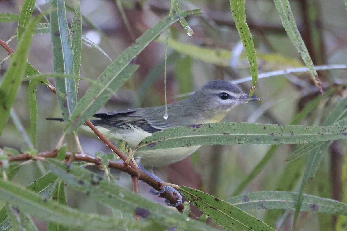 Philadelphia Vireo - ML642914495