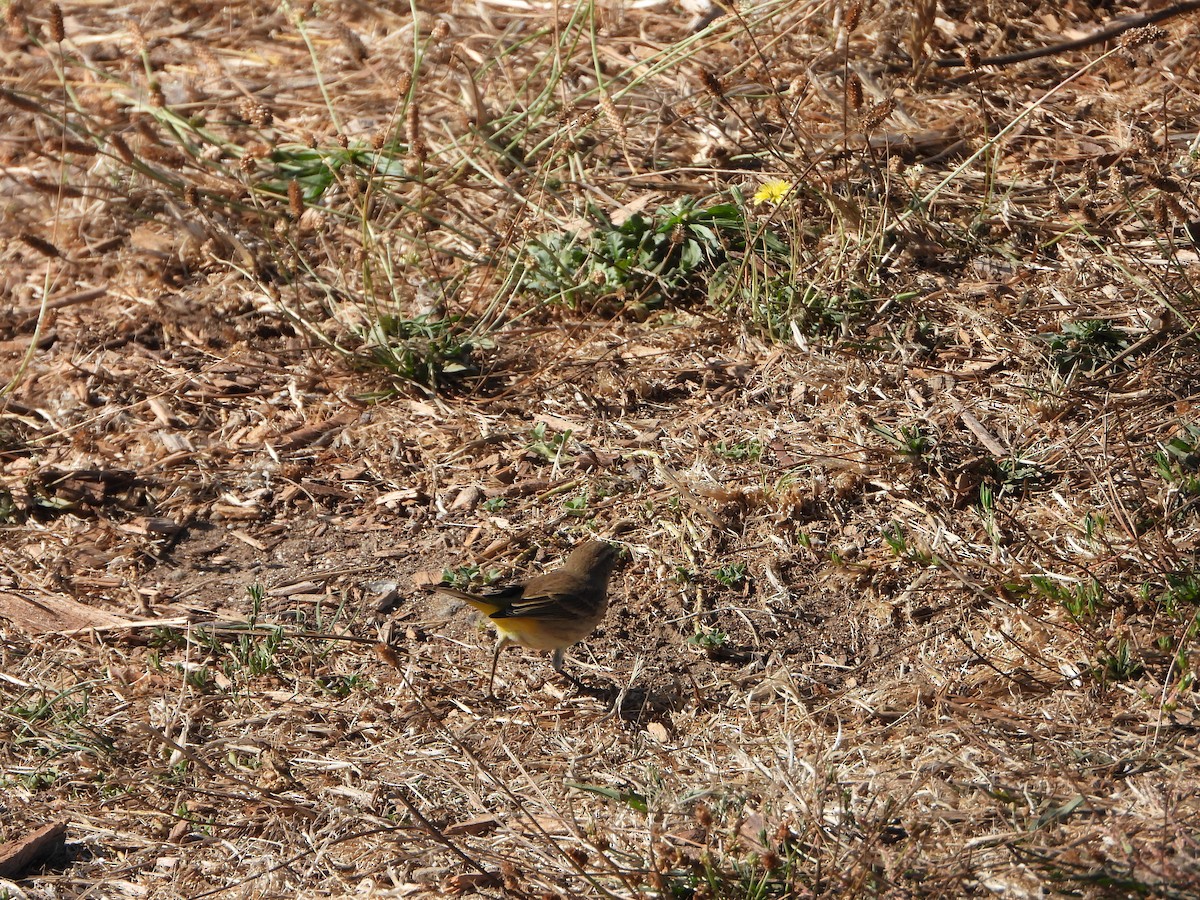 Palm Warbler - ML642914498
