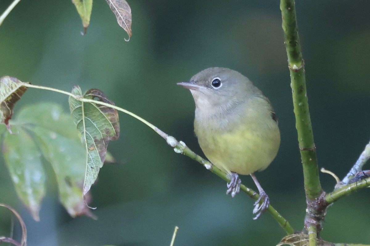 Connecticut Warbler - ML642914501