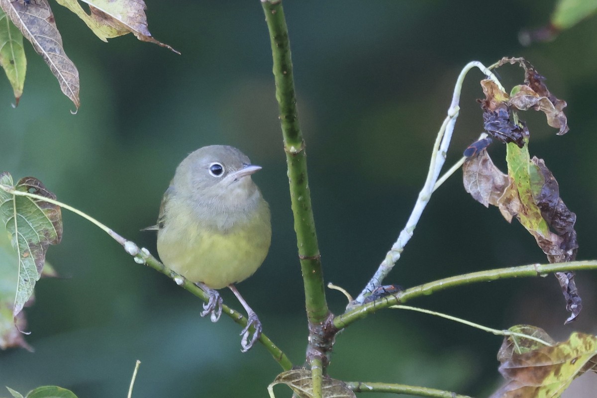 Connecticut Warbler - ML642914502