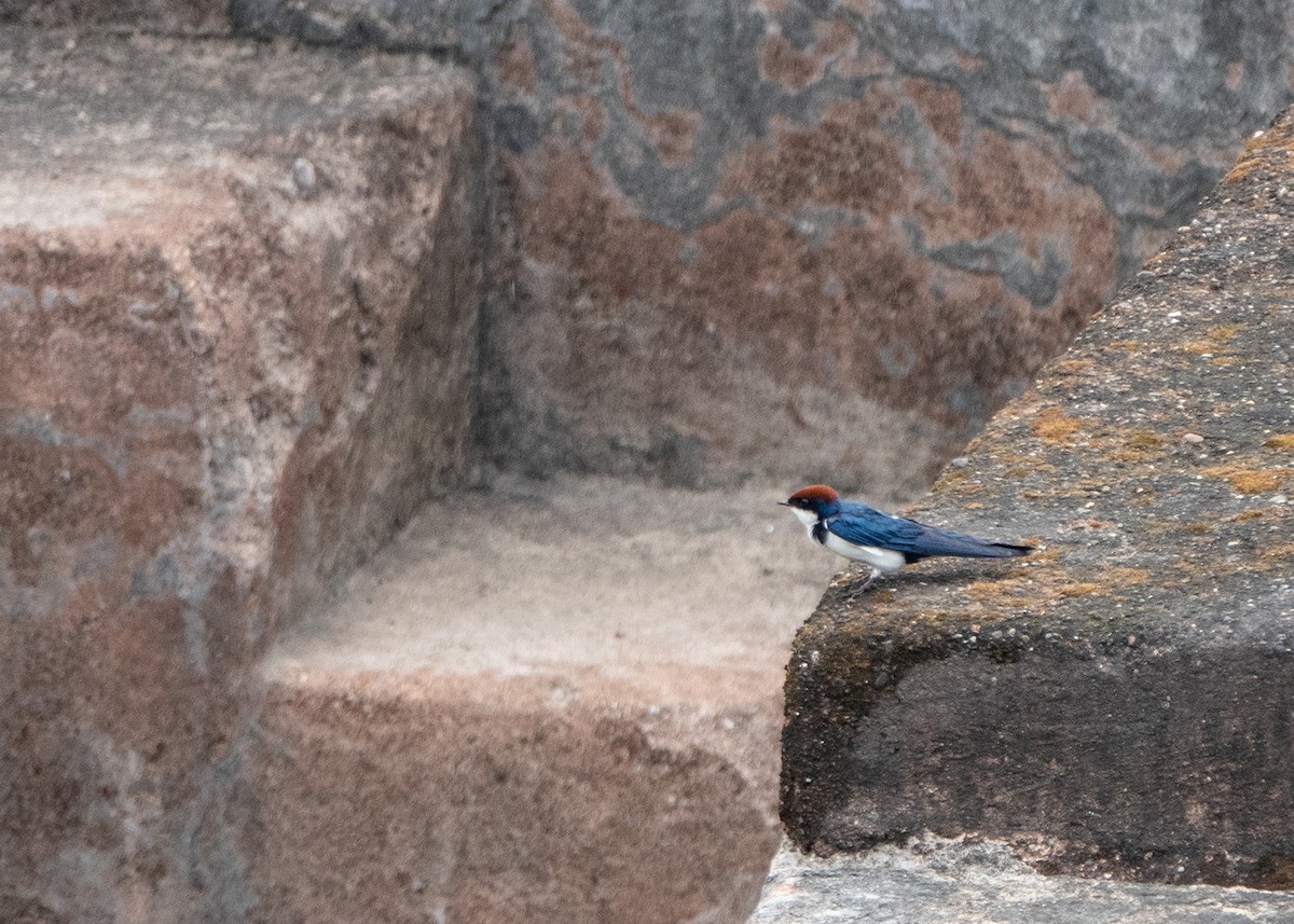 Wire-tailed Swallow - ML642914506