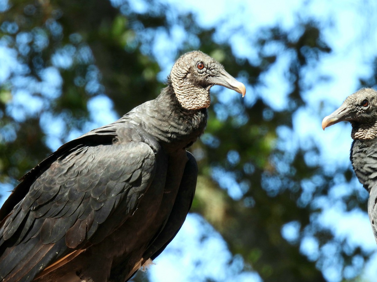 クロコンドル - ML642914509