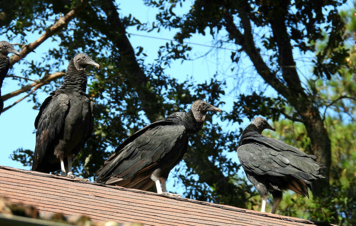 クロコンドル - ML642914510