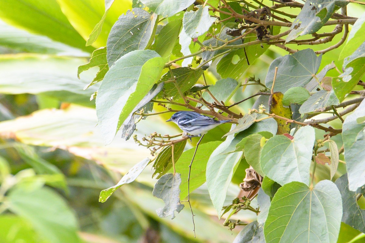 Cerulean Warbler - ML642914514