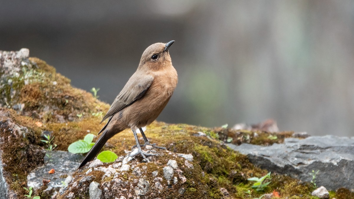 Brown Rock Chat - ML642914516