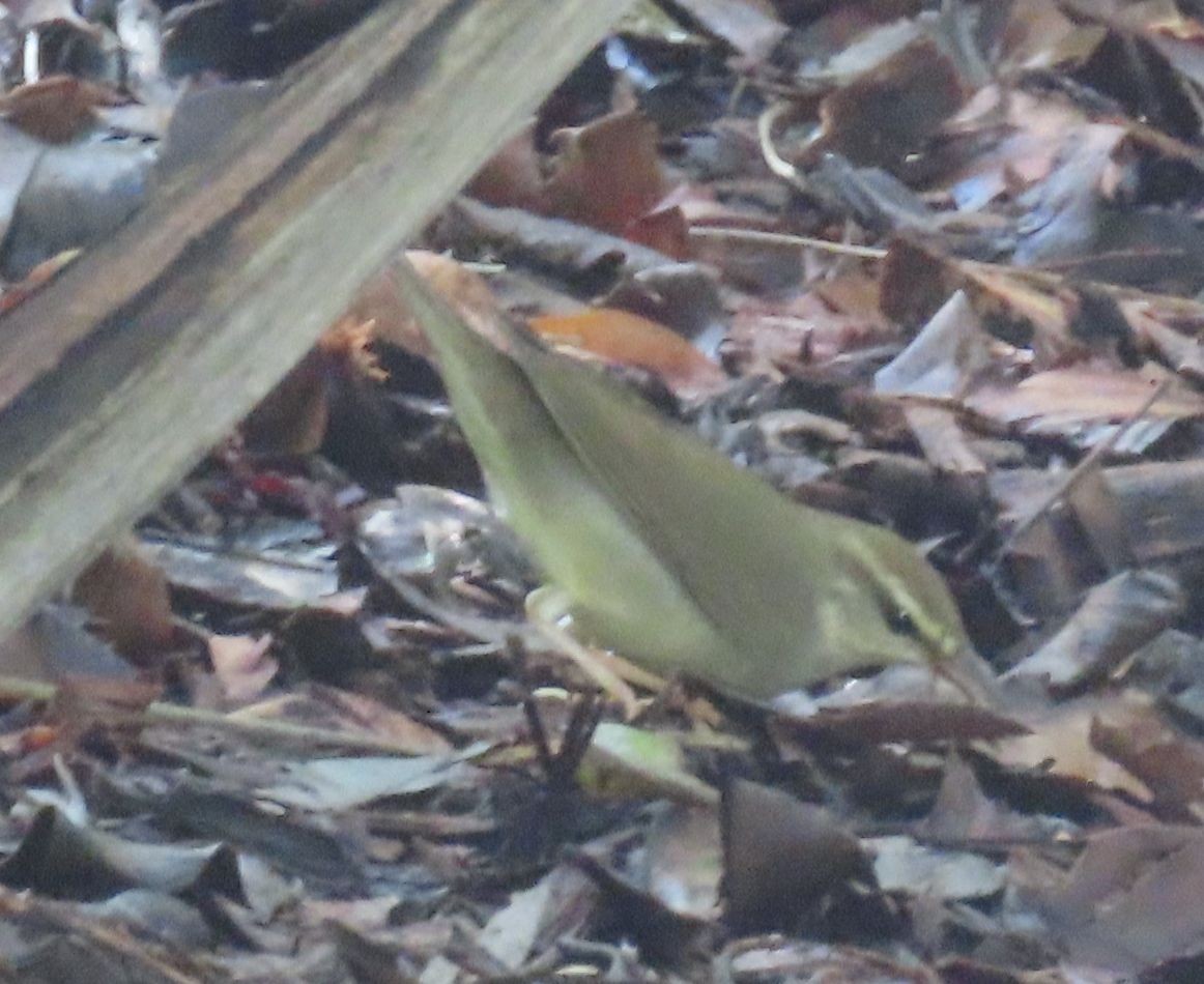 Swainson's Warbler - ML642914518