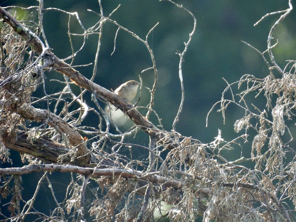 Northern House Wren - ML642914520