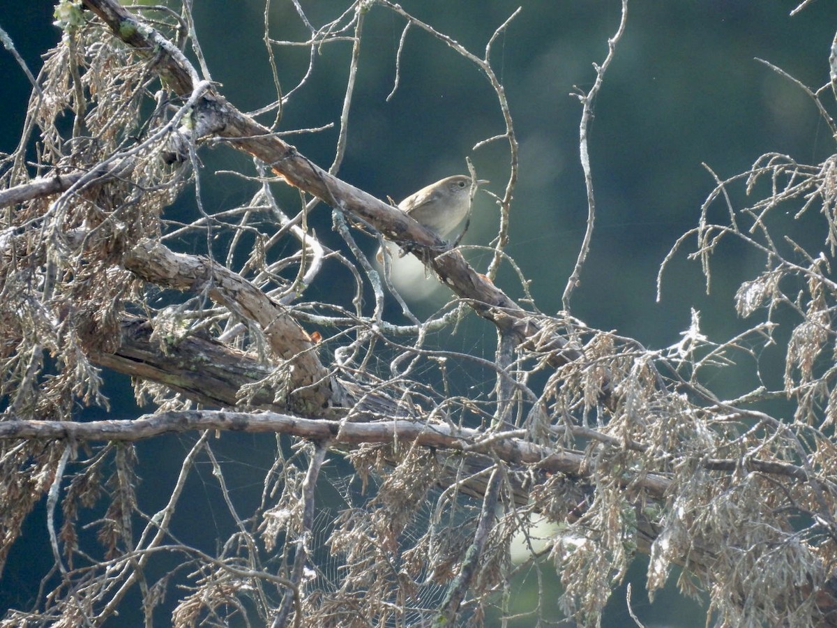 Northern House Wren - ML642914521