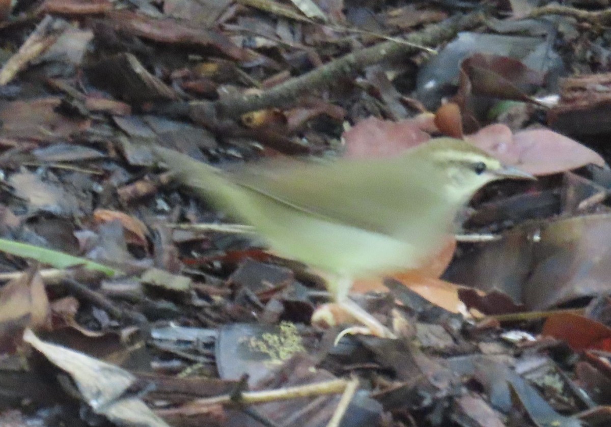 Swainson's Warbler - ML642914522