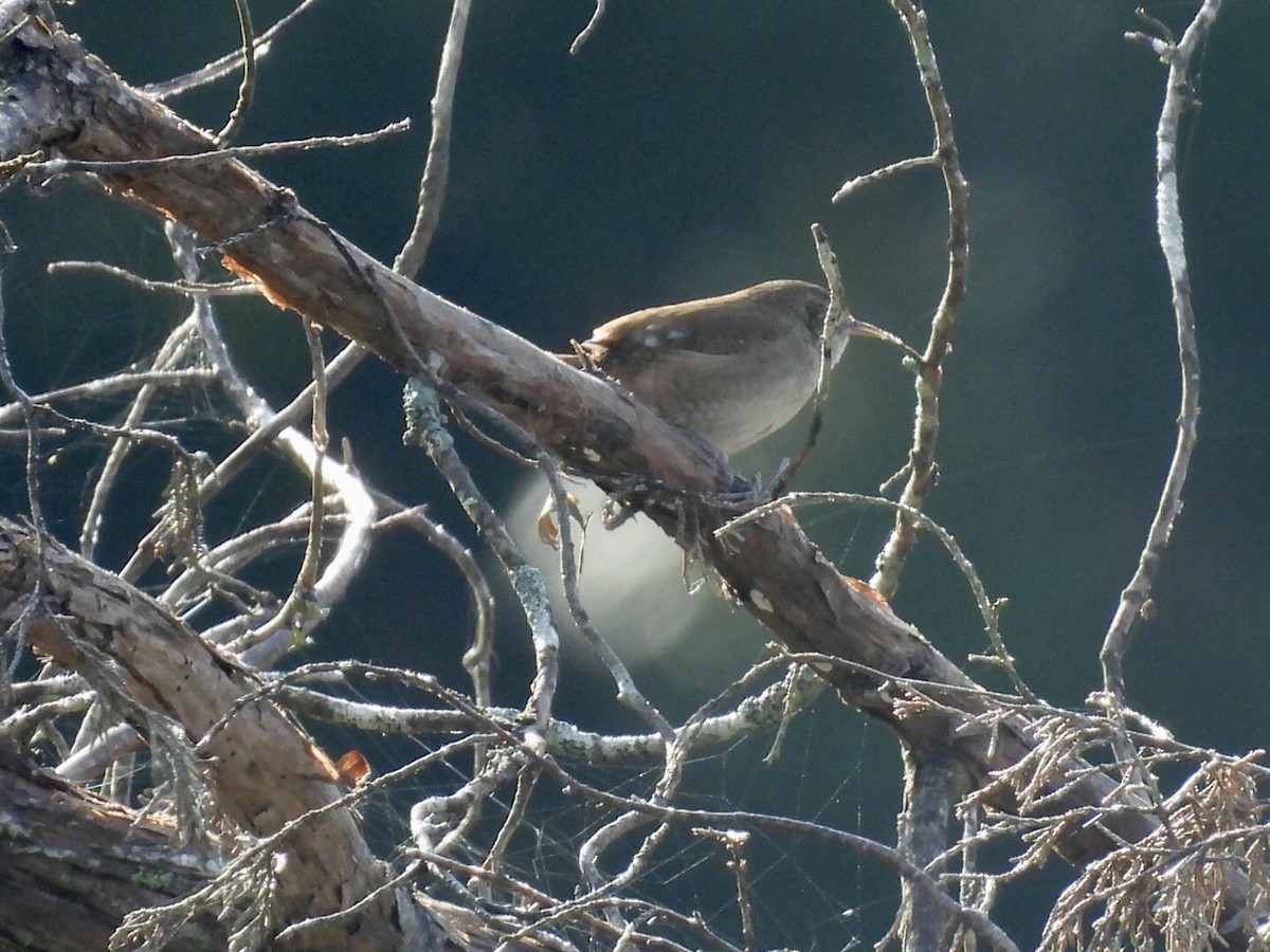 Northern House Wren - ML642914525