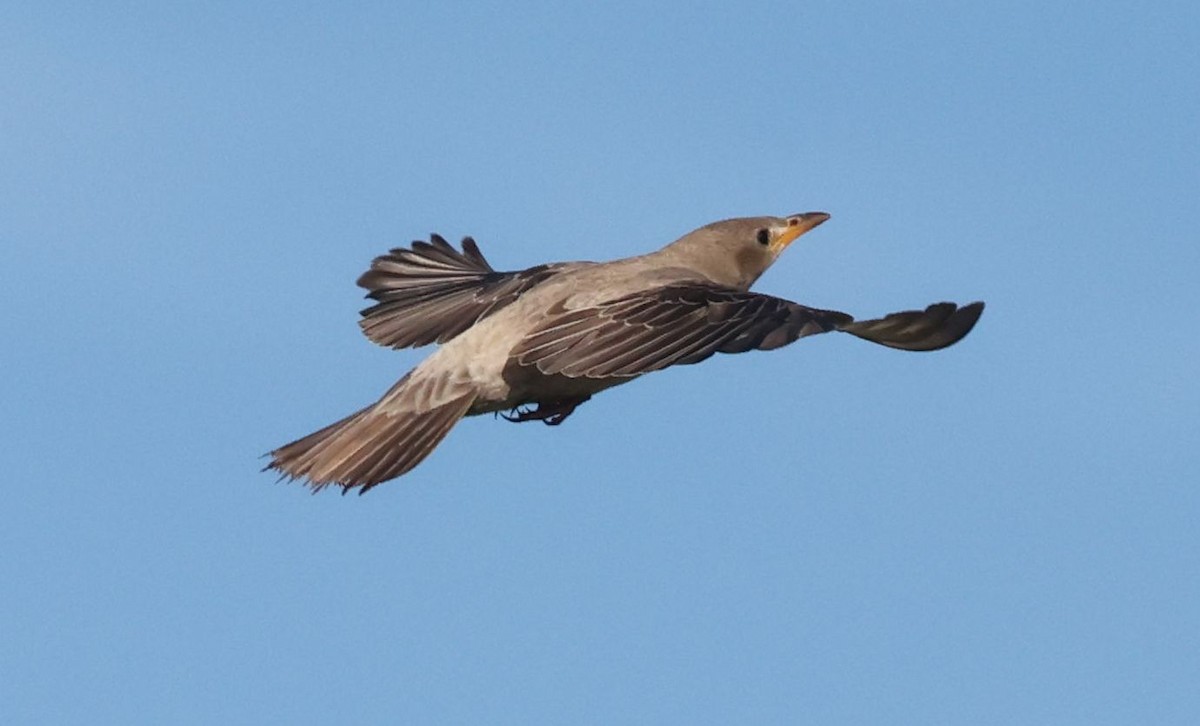 粉紅椋鳥 - ML642914529