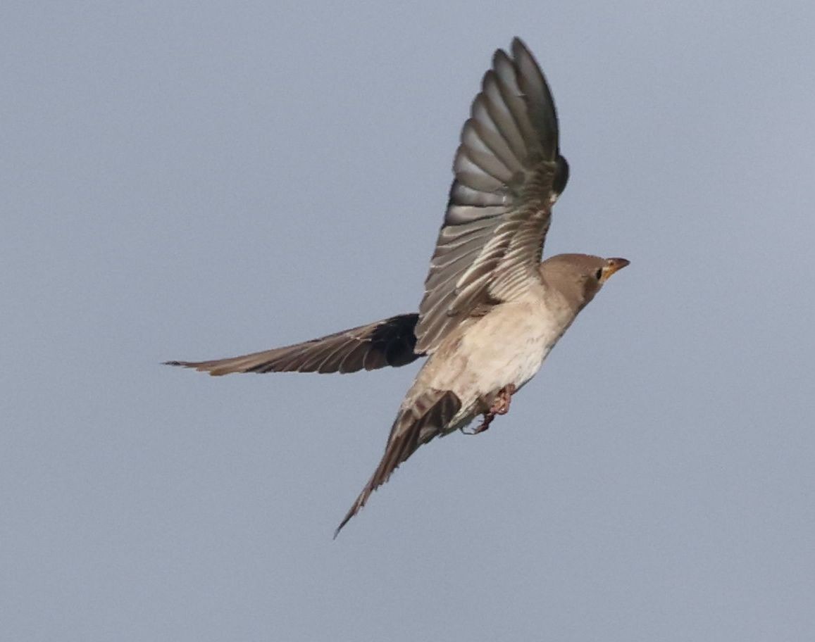 粉紅椋鳥 - ML642914530